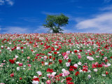 Poppy Field Photographic Print