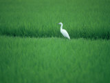 A Heron in a Rice Field, Ehime, Japan Photographic Print