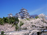 Cherry Blossoms and Himeji Castle Photographie