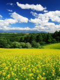 Rape Field Photographic Print
