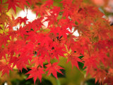 Autumn Leaves Photographic Print