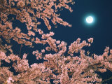 Cherry Blossoms and Full Moon Photographic Print
