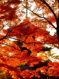 Maple Leaves and Shinnyo-Do Temple Photographie