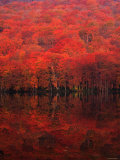 Autumn Forest and Lake Photographic Print Autumn Forest and Lake Photographic Print