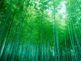 Bamboo Forest, Sagano, Kyoto, Japan Fotografisk tryk Bamboo Forest, Sagano, Kyoto, Japan Fotografisk tryk