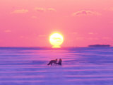 Pair of Fox in Winter Morning Photographic Print