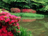 Azaleas, Chogaku-Ji Temple, Tenri, Nara, Japan Photographie