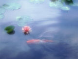 A Carp in Lily Pond, Kyoto, Japan Photographie
