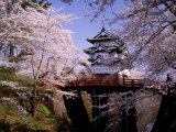 Cherry Blossoms and Hirosaki Castle Fotografie-Druck