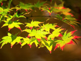 Maple Leaves Photographic Print