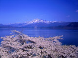Cerry Blossoms and Lake Tazawa Lámina fotográfica