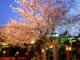 Cherry Blossoms by Night Photographic Print