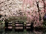 Cherry Blossoms, Mishima Taisha Shrine, Shizuoka - Fotografik Baskı Cherry Blossoms, Mishima Taisha Shrine, Shizuoka - Fotografik Baskı