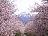 Cherry Blossoms Photographic Print