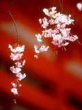 Cherry Blossoms Photographic Print