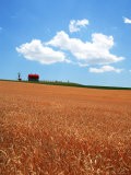 Wheat Field Photographic Print