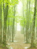 Beech Forest Photographic Print