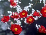 Camellias and Cherry Petals, Jingoji Temple, Kyoto, Japan Lámina fotográfica