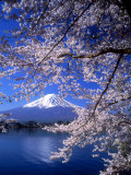 Cherry Blossoms and Mt. Fuji Fotografisk tryk