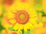 Tournesol Photographie