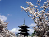 Pagoda & Cherry Blossoms, Kyoto, Japan Photographic Print