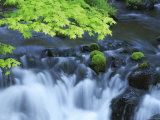 Mountain Stream Photographic Print