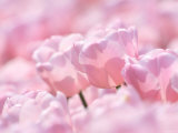 Tulpen Fotografie-Druck