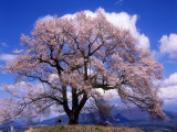 Kirschblüten Fotografie-Druck