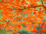 Feuilles d'érable Photographie