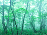 Beech Forest Photographic Print