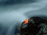 A Maple Leaf on a Rock Beside Stream, Okutama, Tokyo Photographic Print