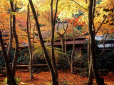 Maple Trees at Giou-Ji Temple in Autumn, Kyoto, Japan Photographic Print