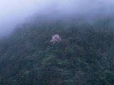 Cherry Tree in the Misty Forest Photographic Print