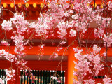 Cherry Blossoms, Heian-Jingu Shrine, Kyoto, Japan Photographie