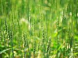 Wheat Flowers Photographic Print