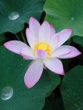 Lotus Flower Fotografie-Druck