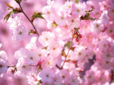Fleurs de cerisier Photographie