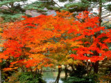 Maple Trees and a Pond Photographic Print
