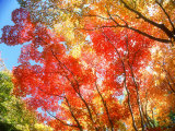 Autumn Leaves Photographic Print