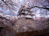 Castle and Cherry Blossoms Photographic Print