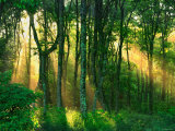 Rayons de soleil à travers les arbres Photographie