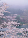Cherry Blossoms and Pond Photographic Print
