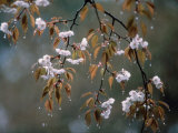 Cherry Blossoms in the Rain Photographic Print