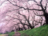Row of Cherry Trees Photographic Print