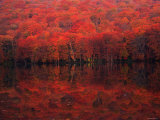Autumn Leaves in Tutanuma Photographic Print