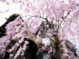 Old Farm House and Cherry Blossoms Photographic Print