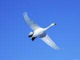 Swan Photographic Print