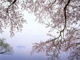 Cherry Blossoms and Lake Biwa Photographic Print