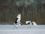 Cranes Photographic Print