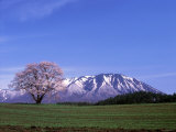 Cherry Blossoms and Mt. Iwate Lámina fotográfica